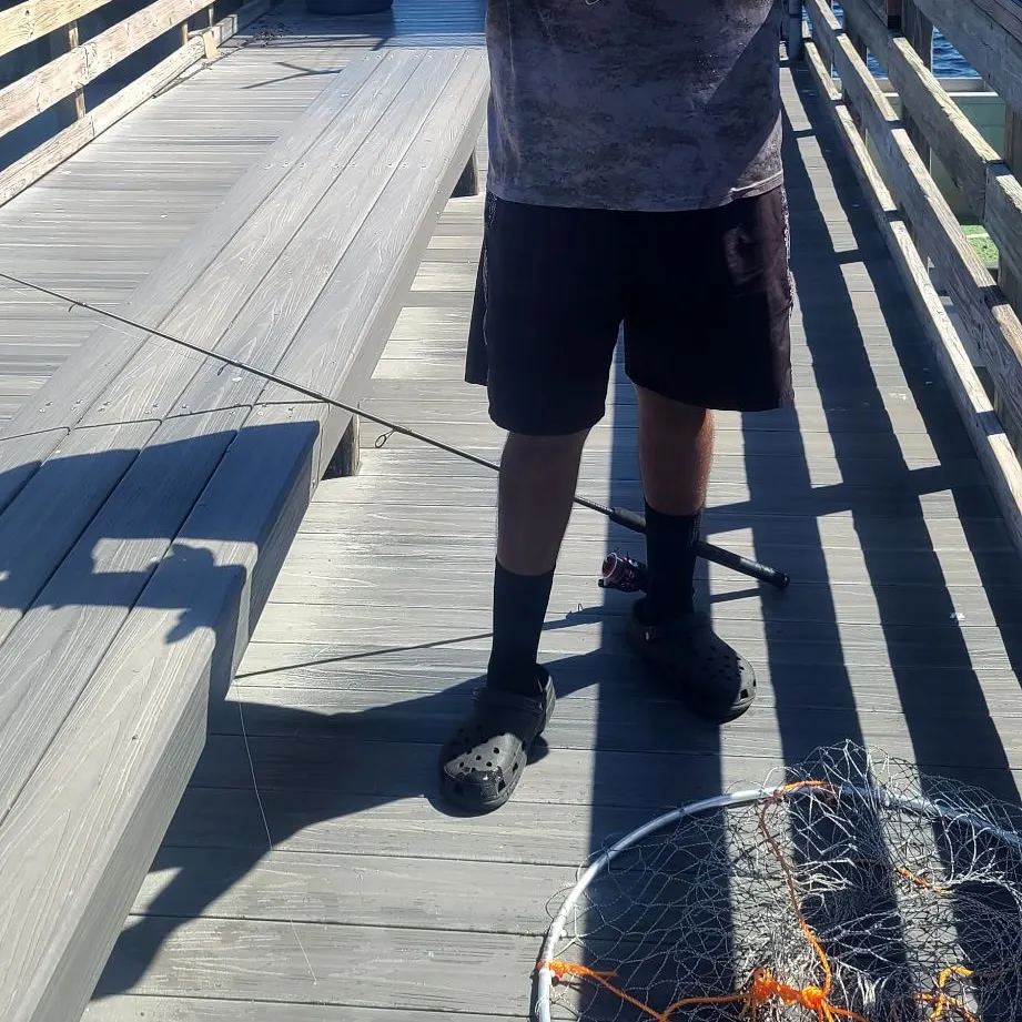 Common snook caught on Fishbrain