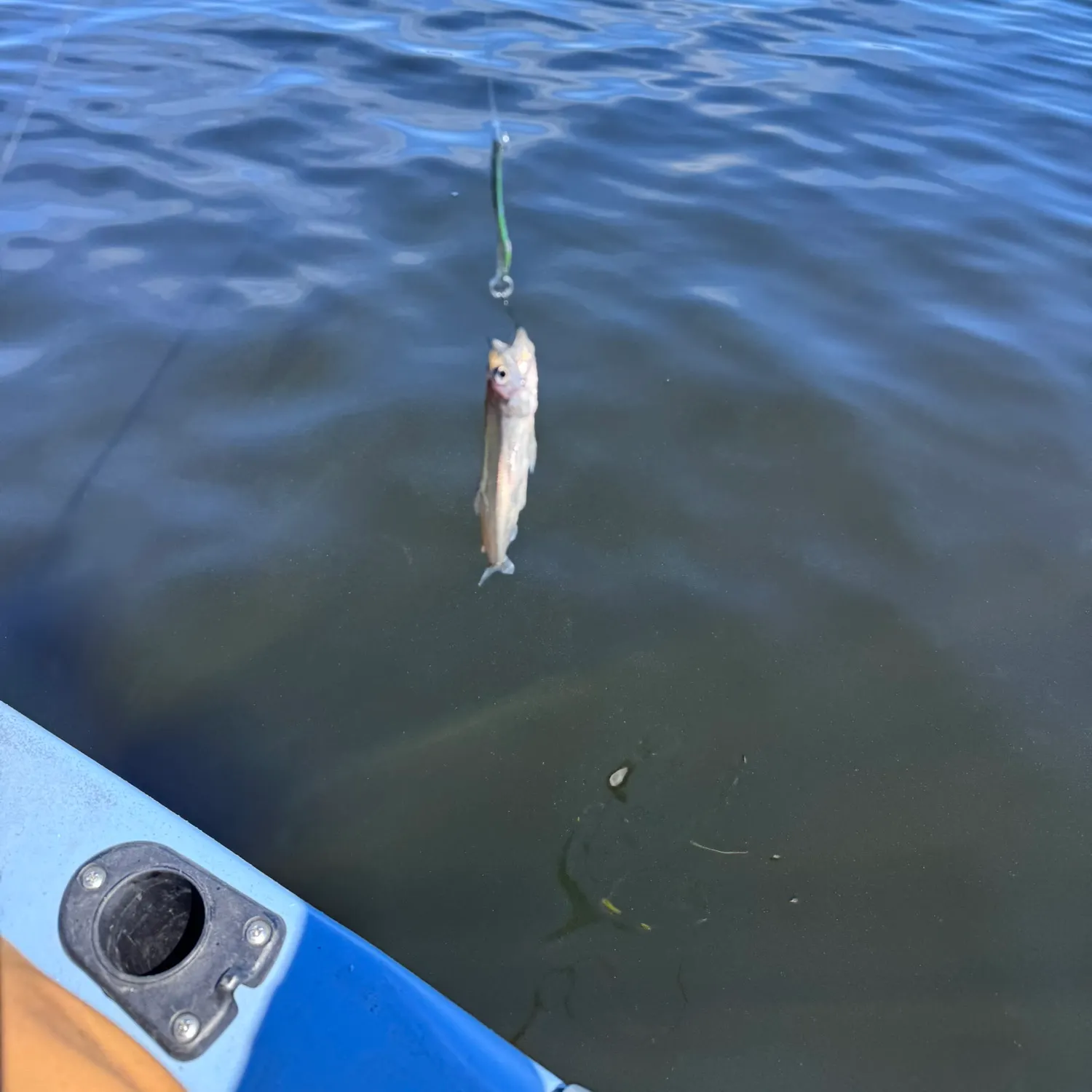 The most recent Atlantic rainbow smelt catches on Fishbrain