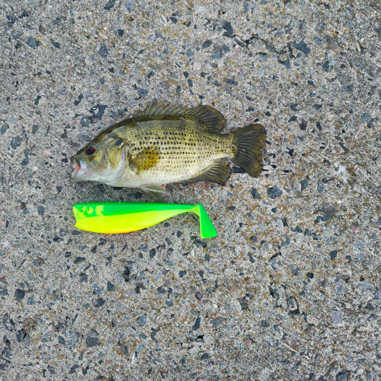 Rock bass caught on Fishbrain