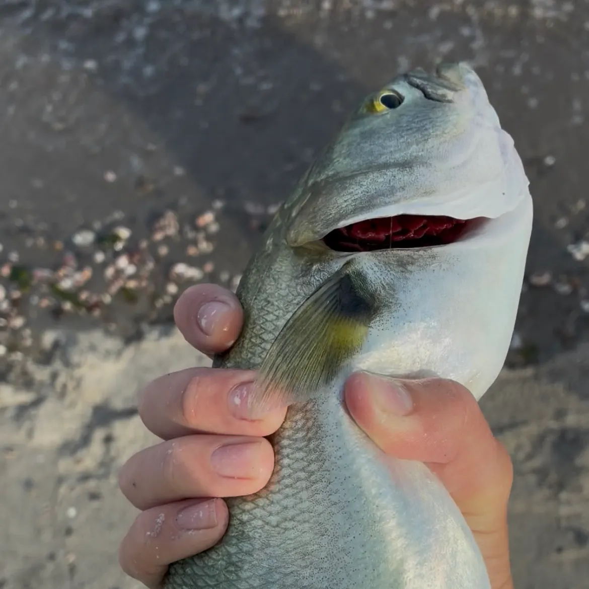 Bluefish caught on Fishbrain