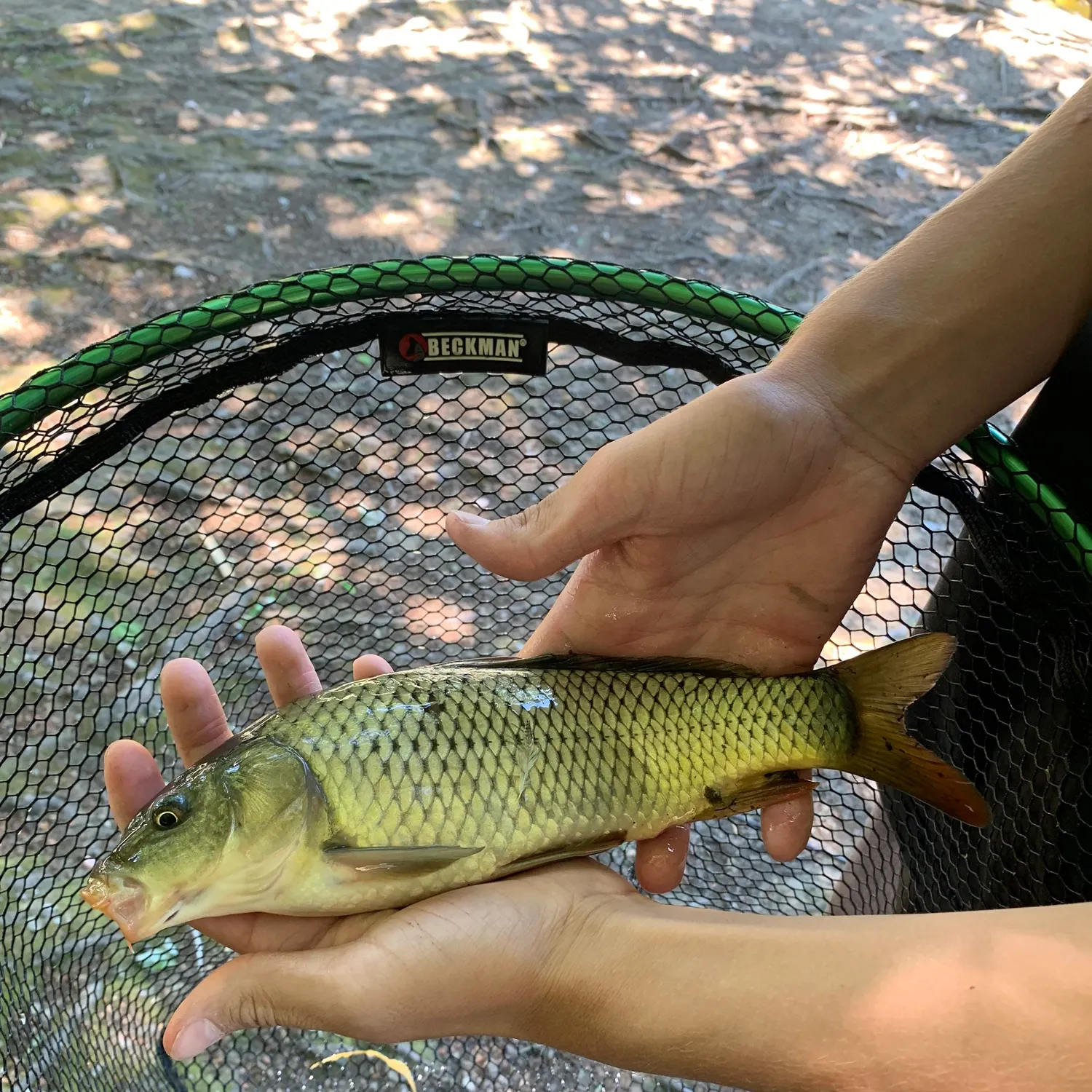 Common carp caught on Fishbrain