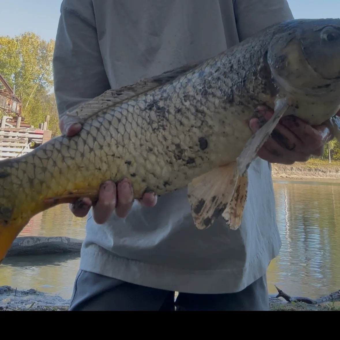 Common carp caught on Fishbrain
