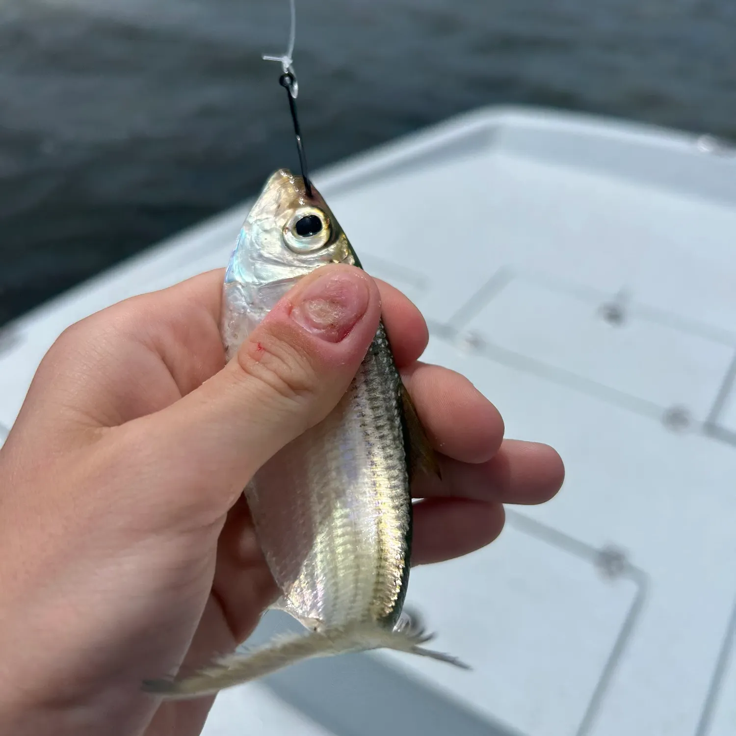 The most recent Scaled herring catches on Fishbrain