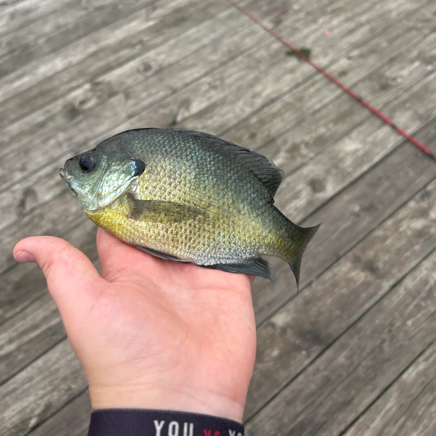 Bluegill caught on Fishbrain