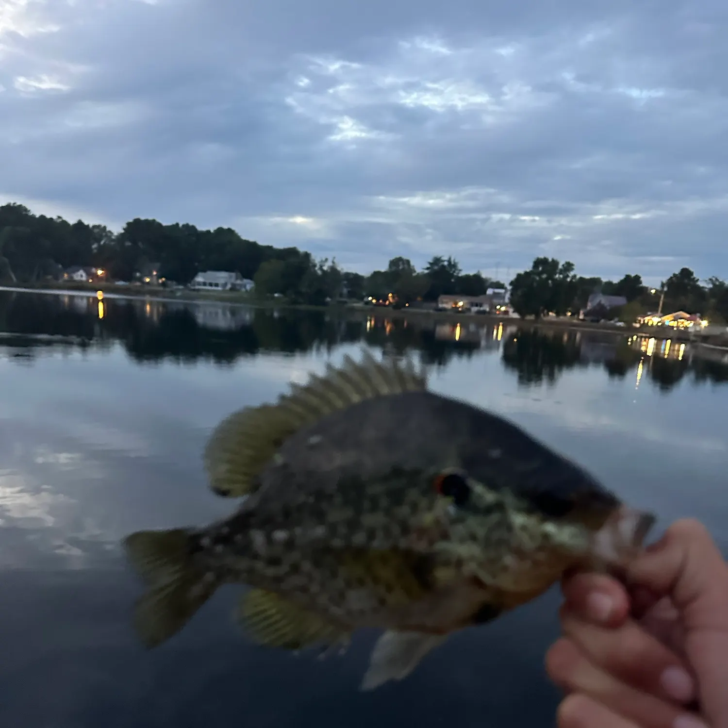 Bluegill caught on Fishbrain