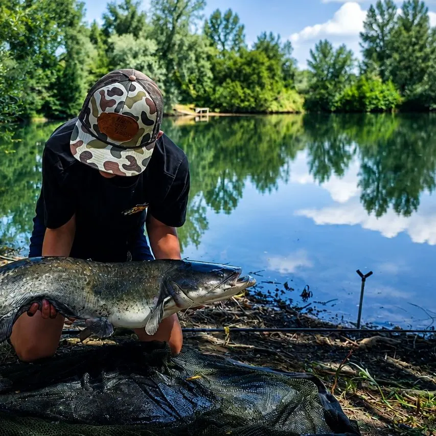 The most recent Wels catfish catches on Fishbrain
