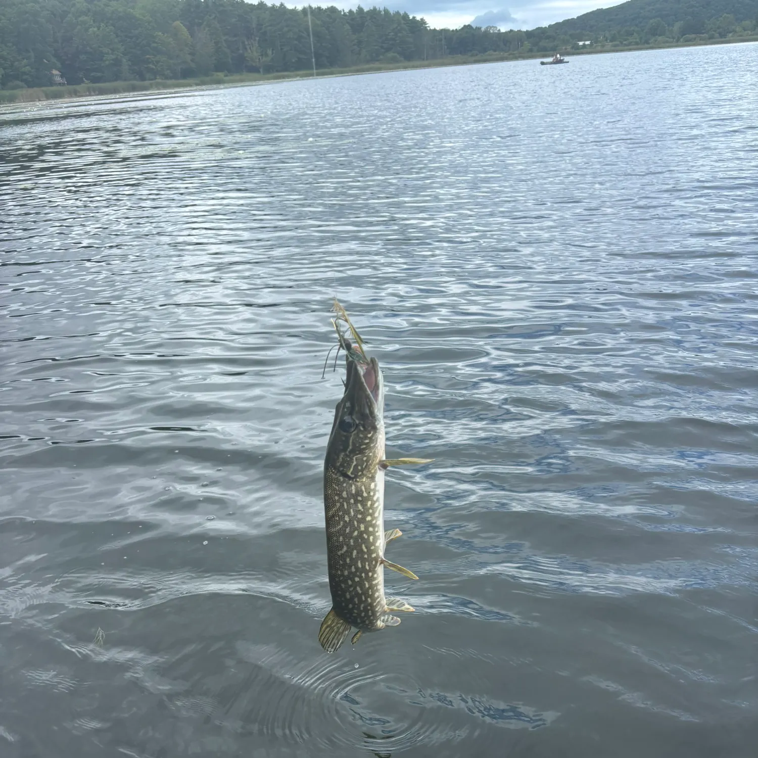 Northern pike caught on Fishbrain