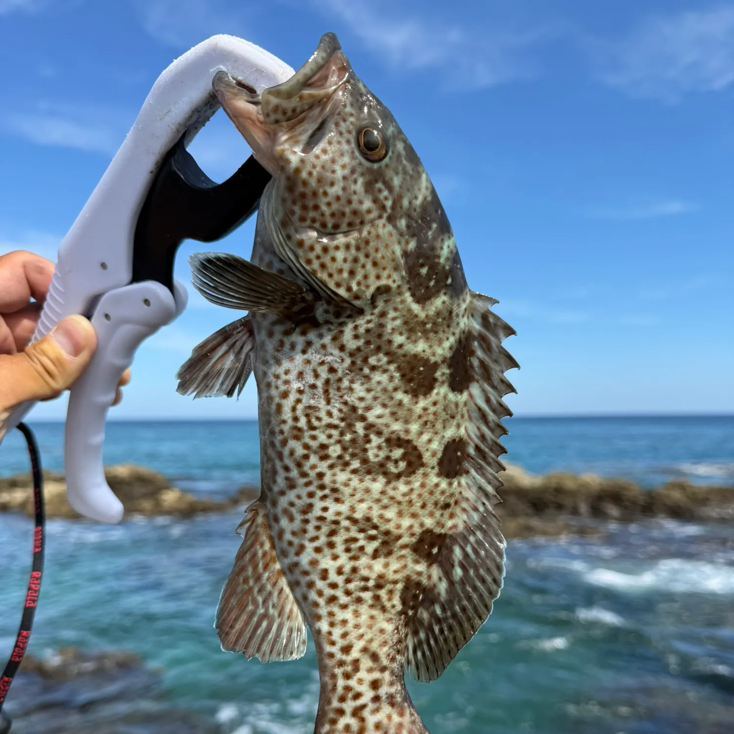 The most recent Orange-spotted grouper catches on Fishbrain
