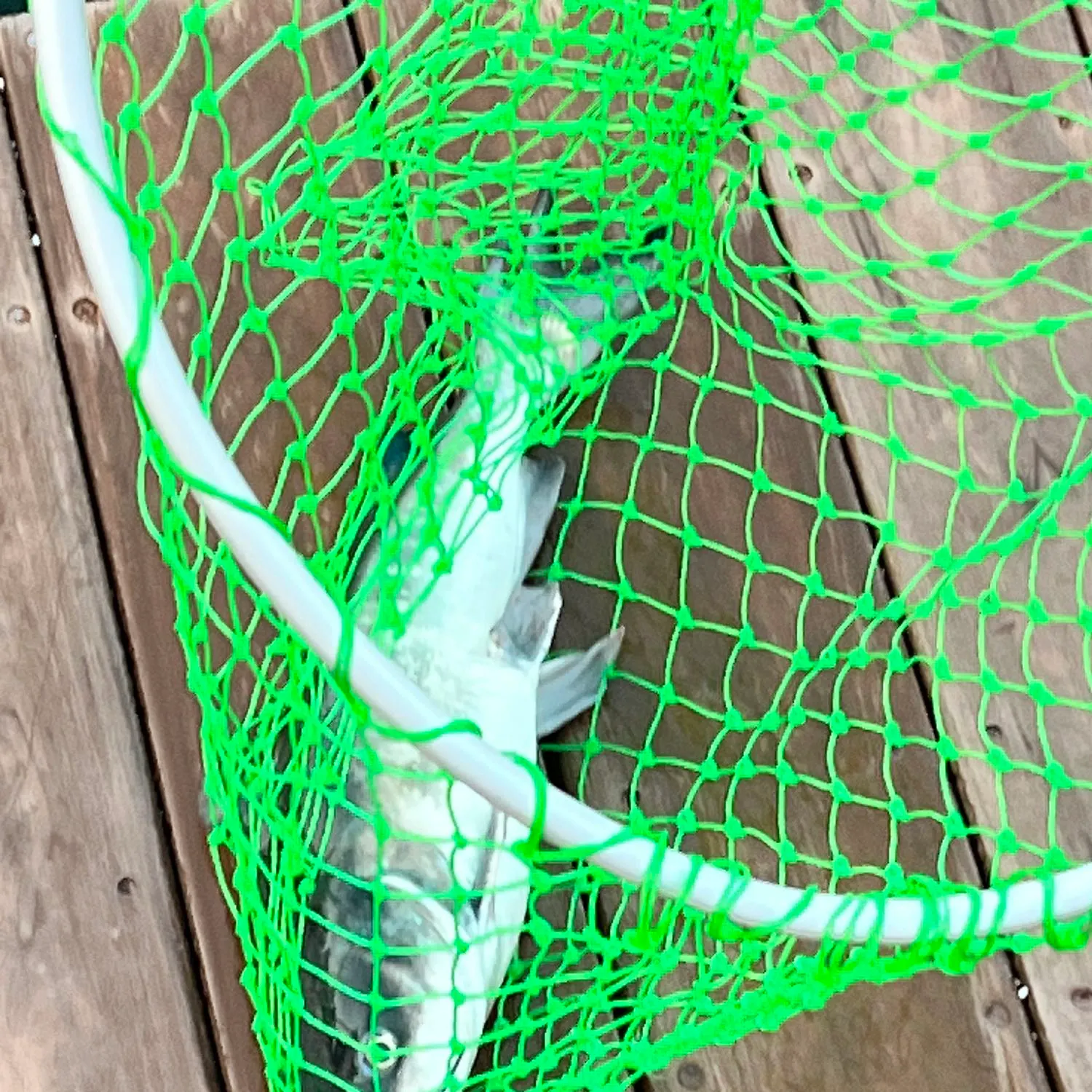 angler catch