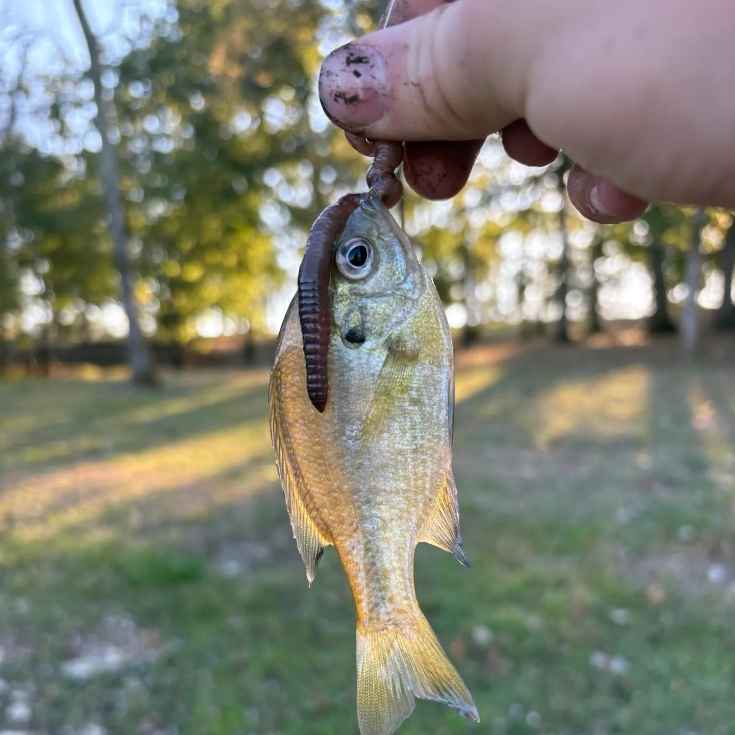 Bluegill caught on Fishbrain