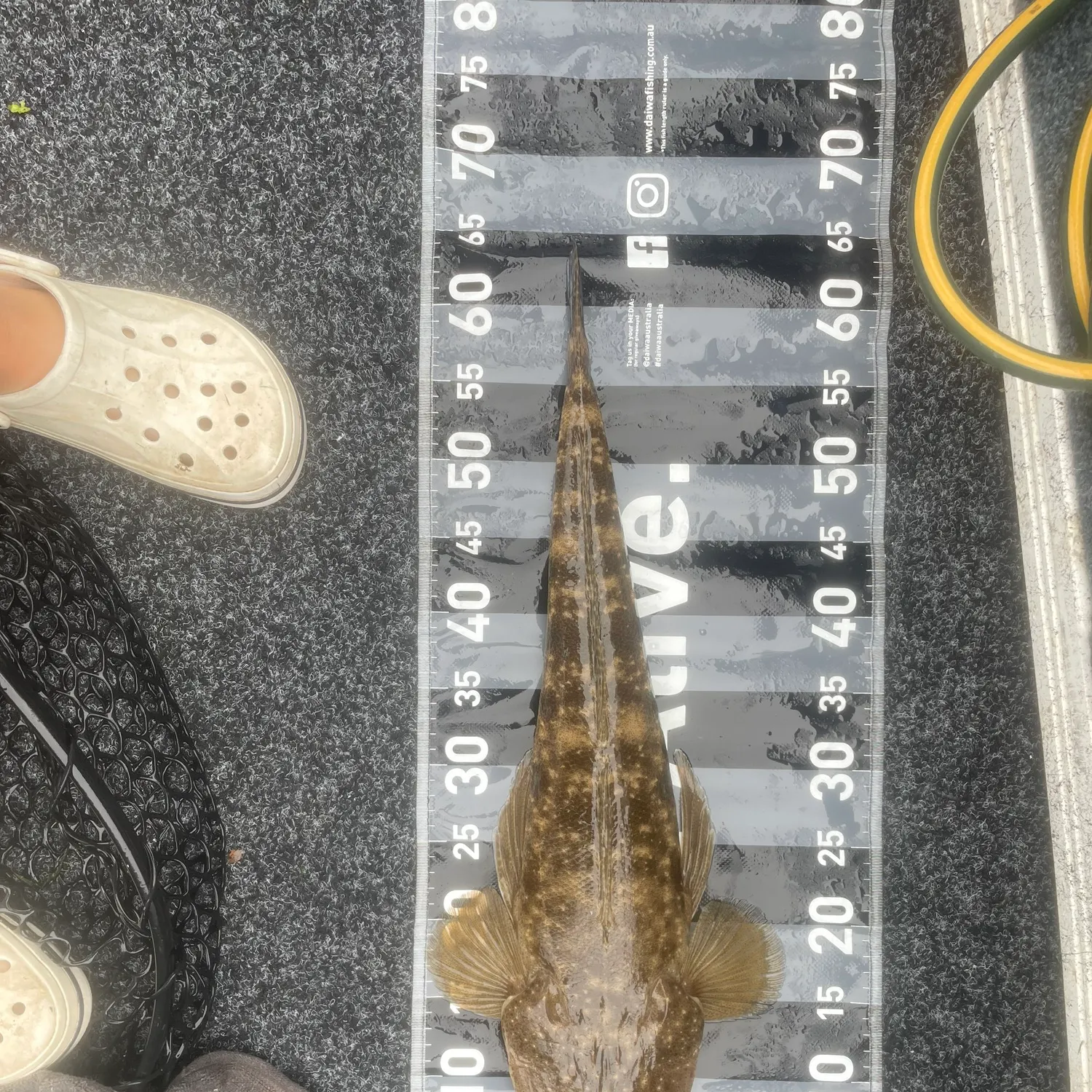 The most recent Dusky flathead catches on Fishbrain