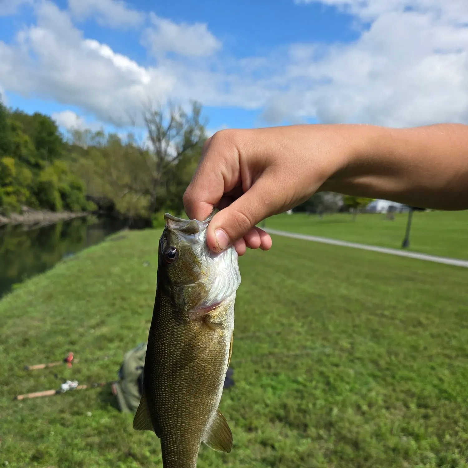 Smallmouth bass caught on Fishbrain