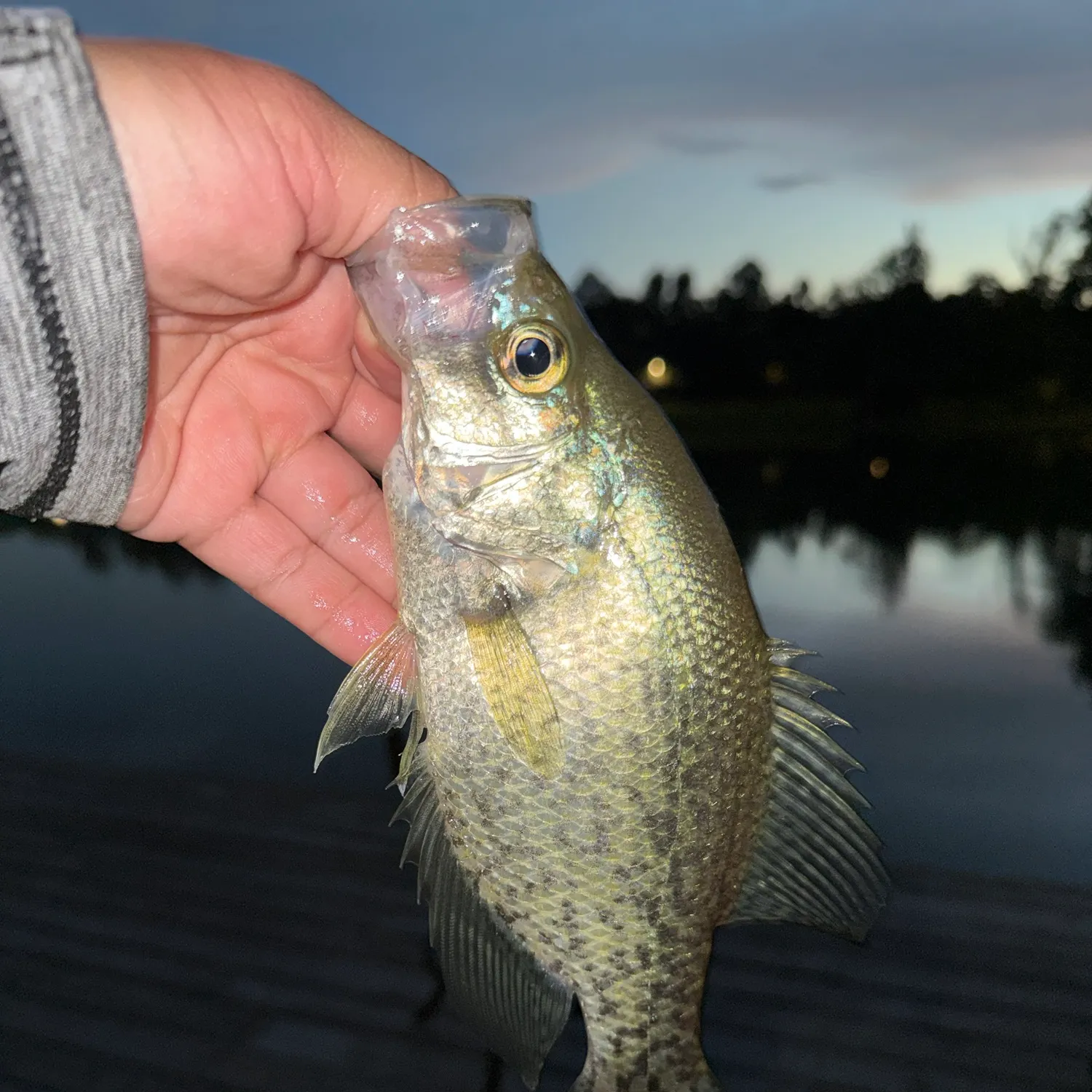 Black crappie caught on Fishbrain