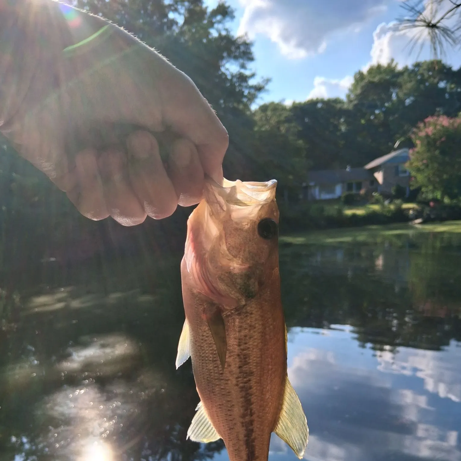 Largemouth bass caught on Fishbrain