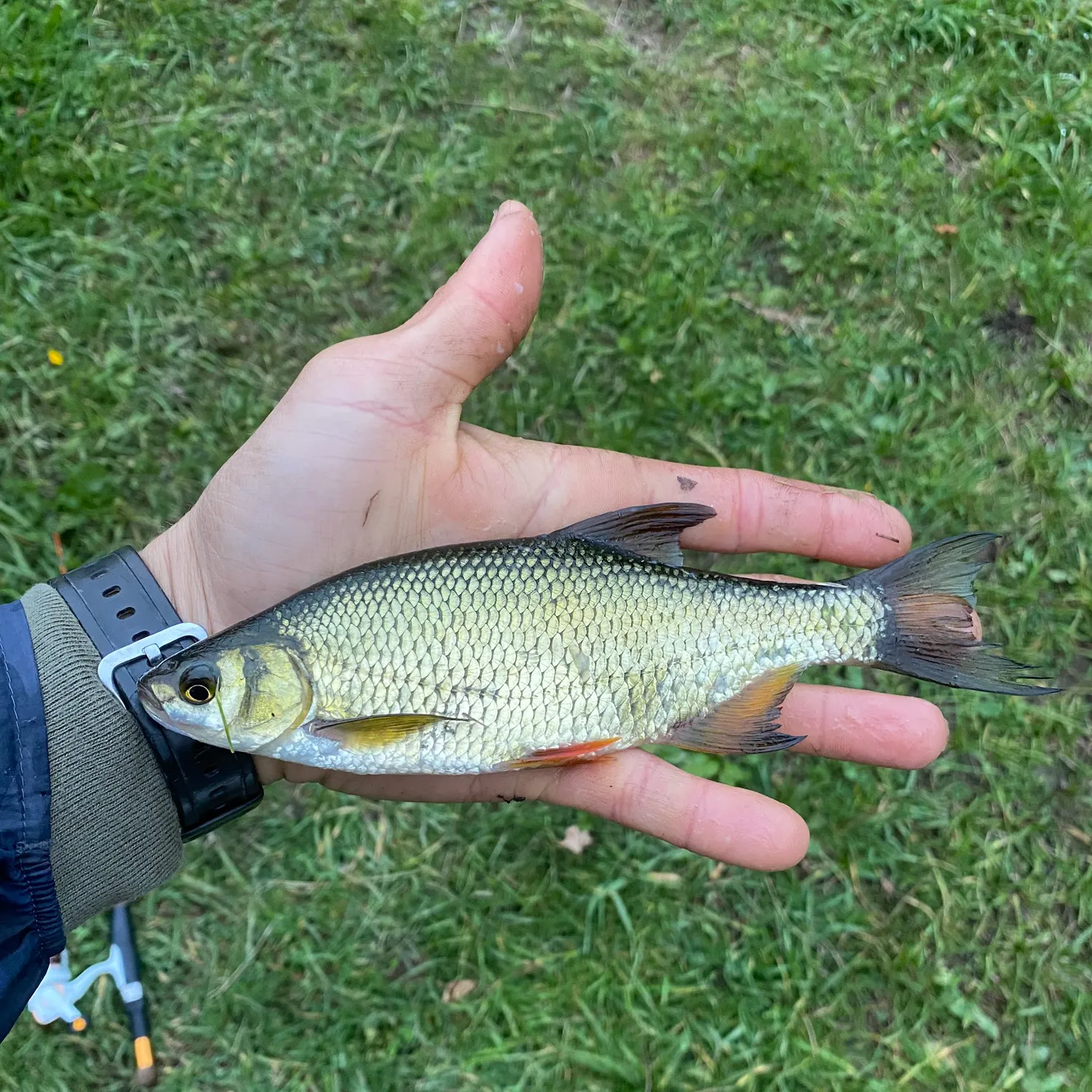 Golden shiner caught on Fishbrain