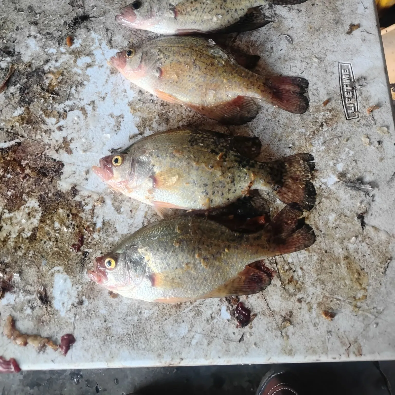 recently logged catches