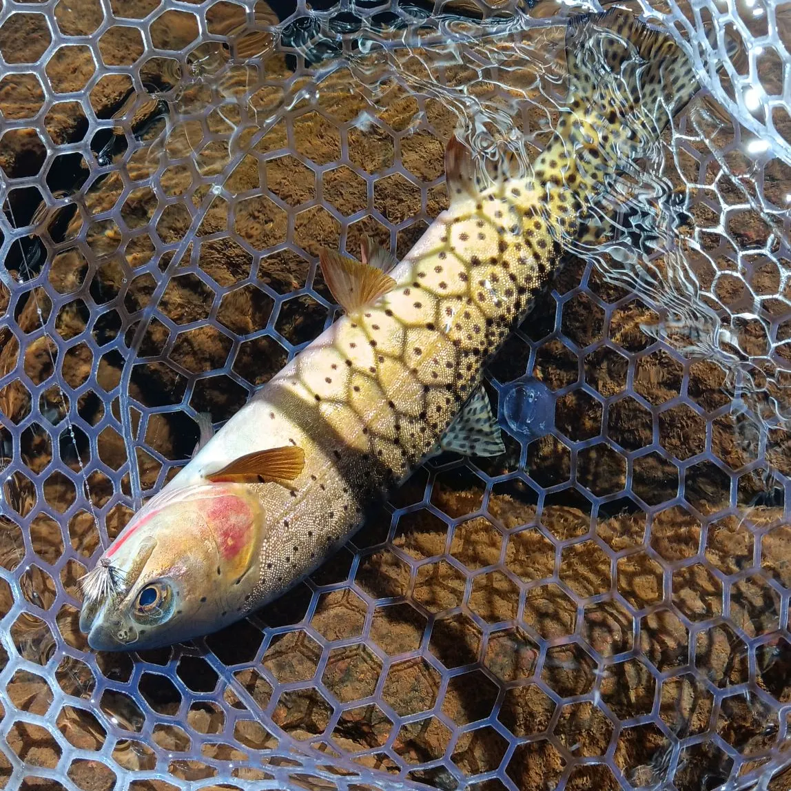 Cutthroat trout caught on Fishbrain