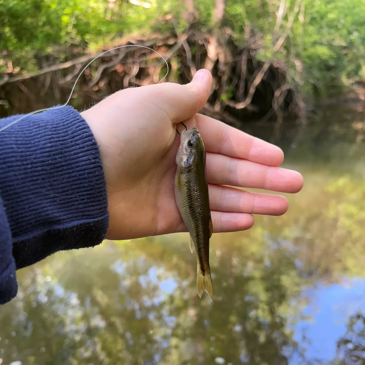 The most recent Creek chub catches on Fishbrain