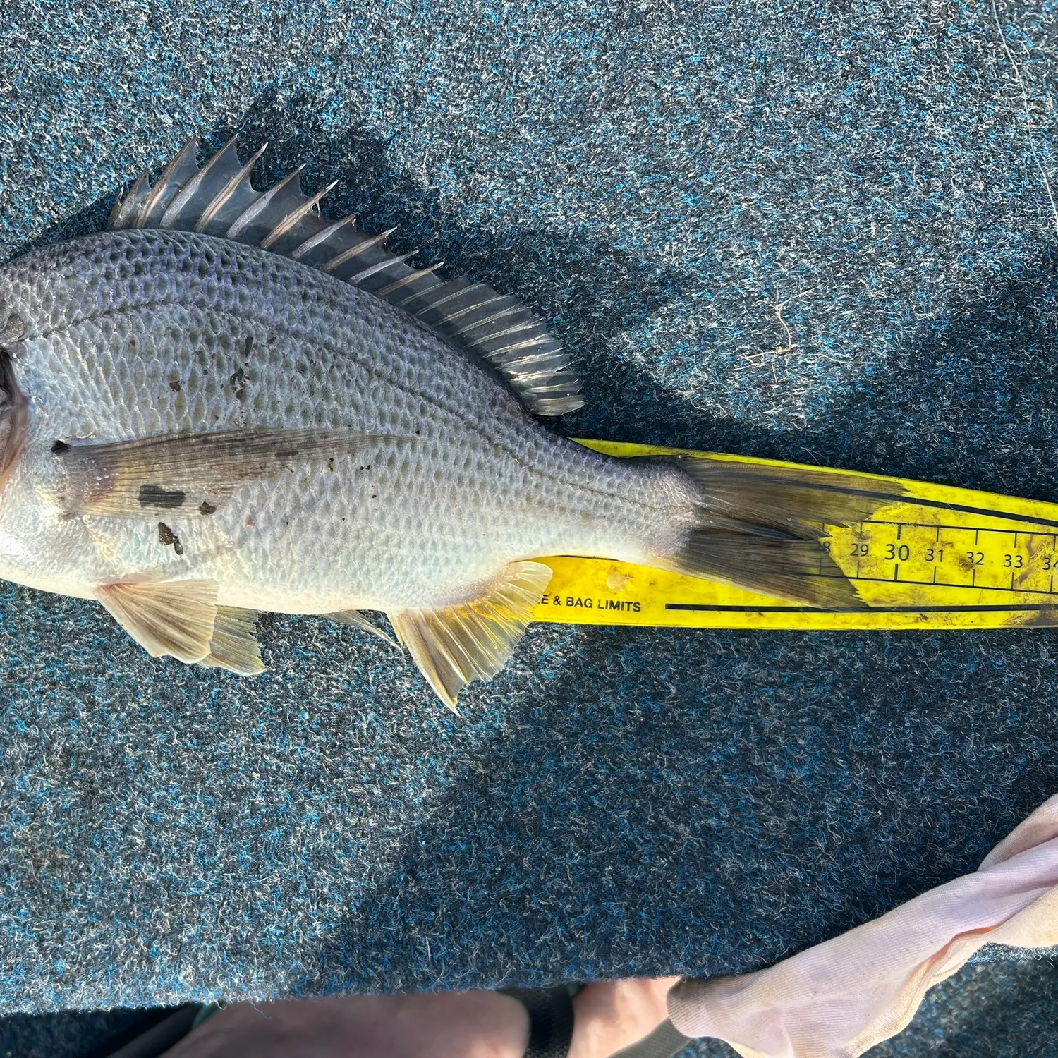 The most recent Southern black bream catches on Fishbrain