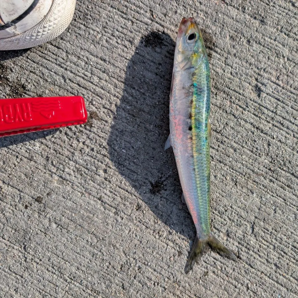 The most recent Pacific sardine catches on Fishbrain