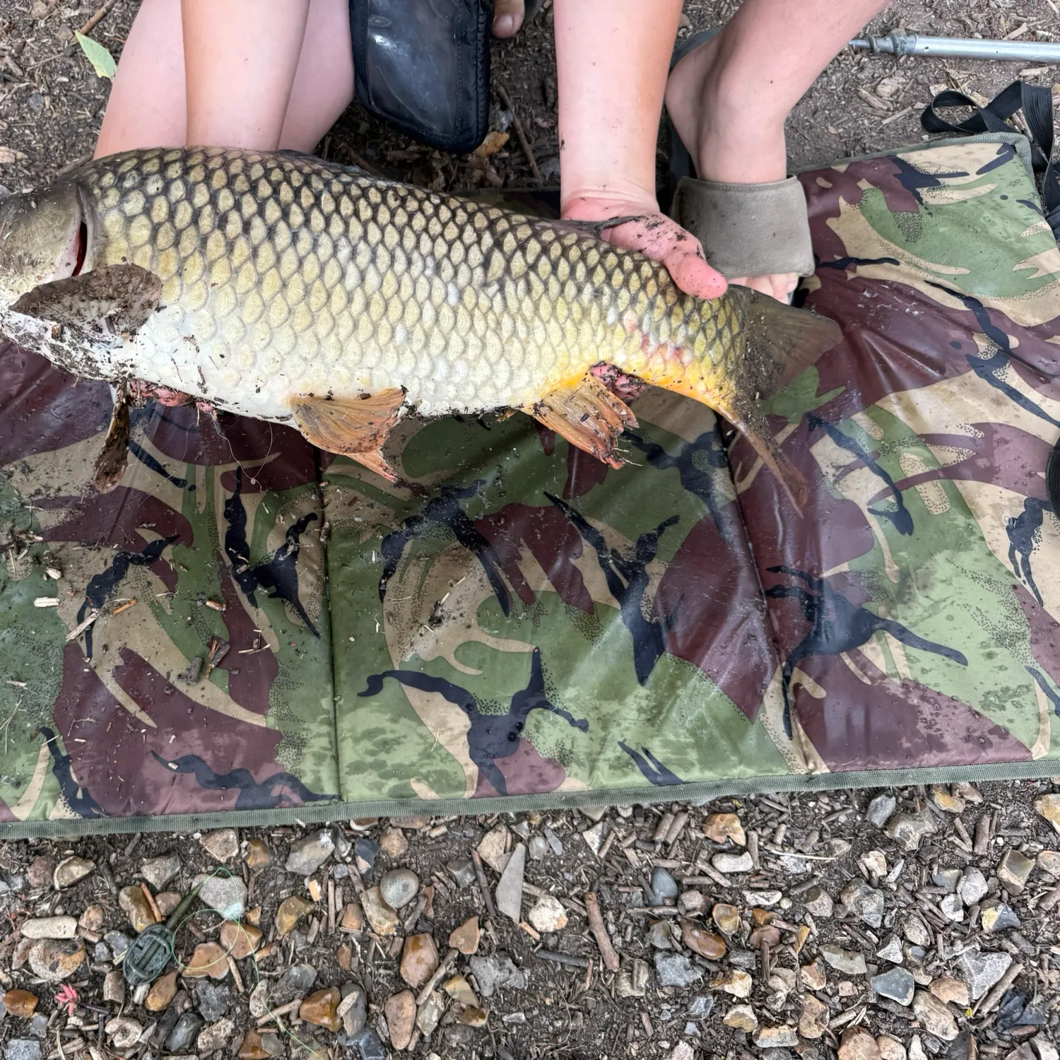 Common carp caught on Fishbrain