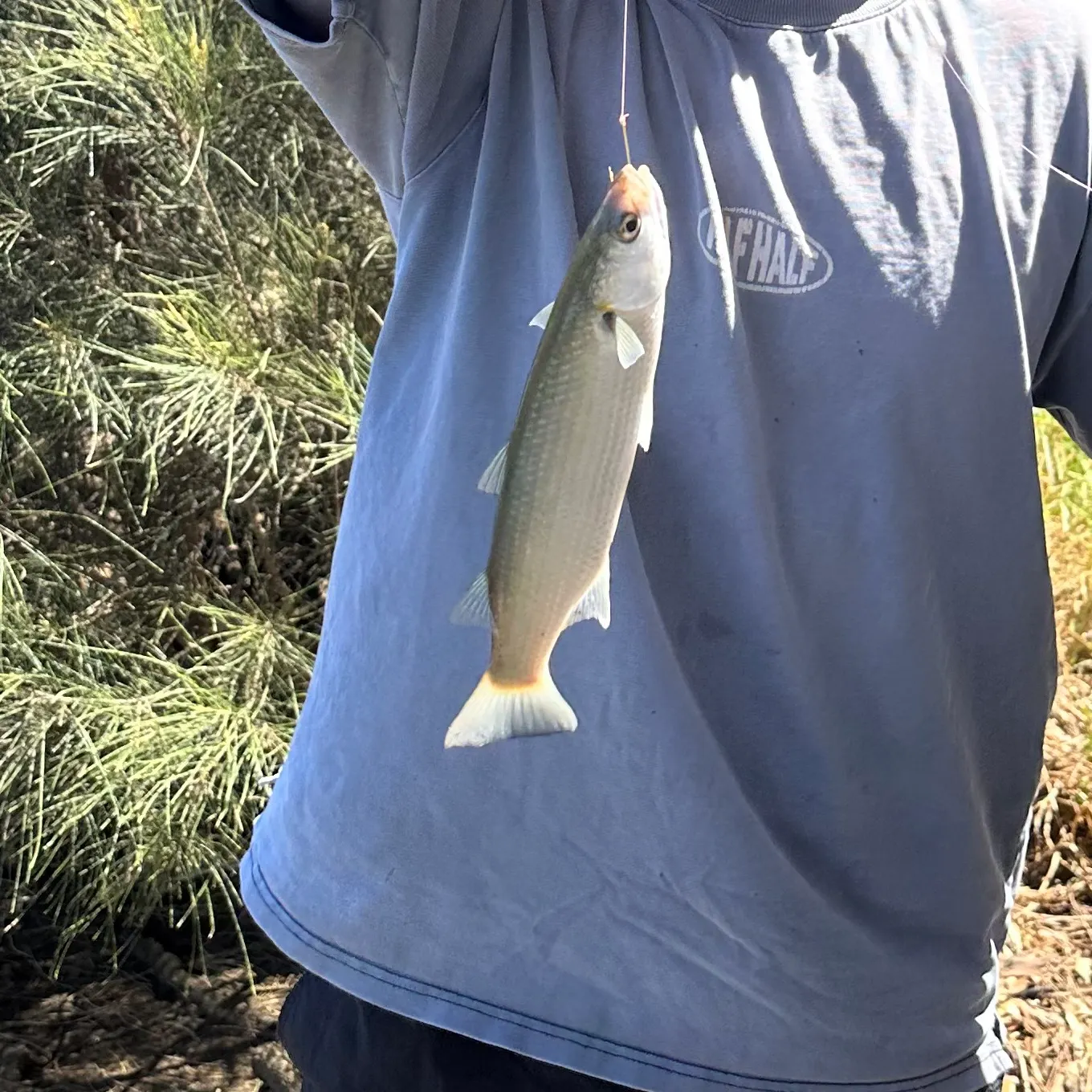The most recent Striped mullet catches on Fishbrain