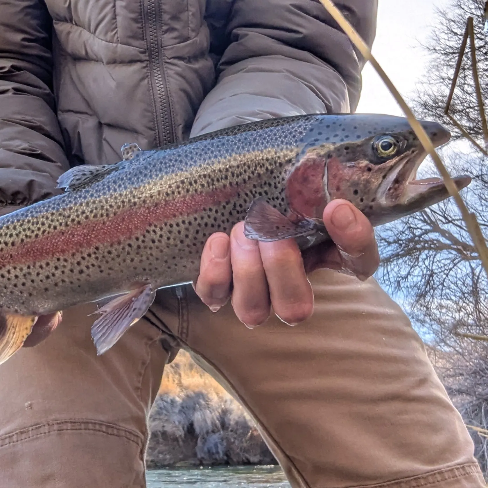 The most recent Great basin redband trout catches on Fishbrain