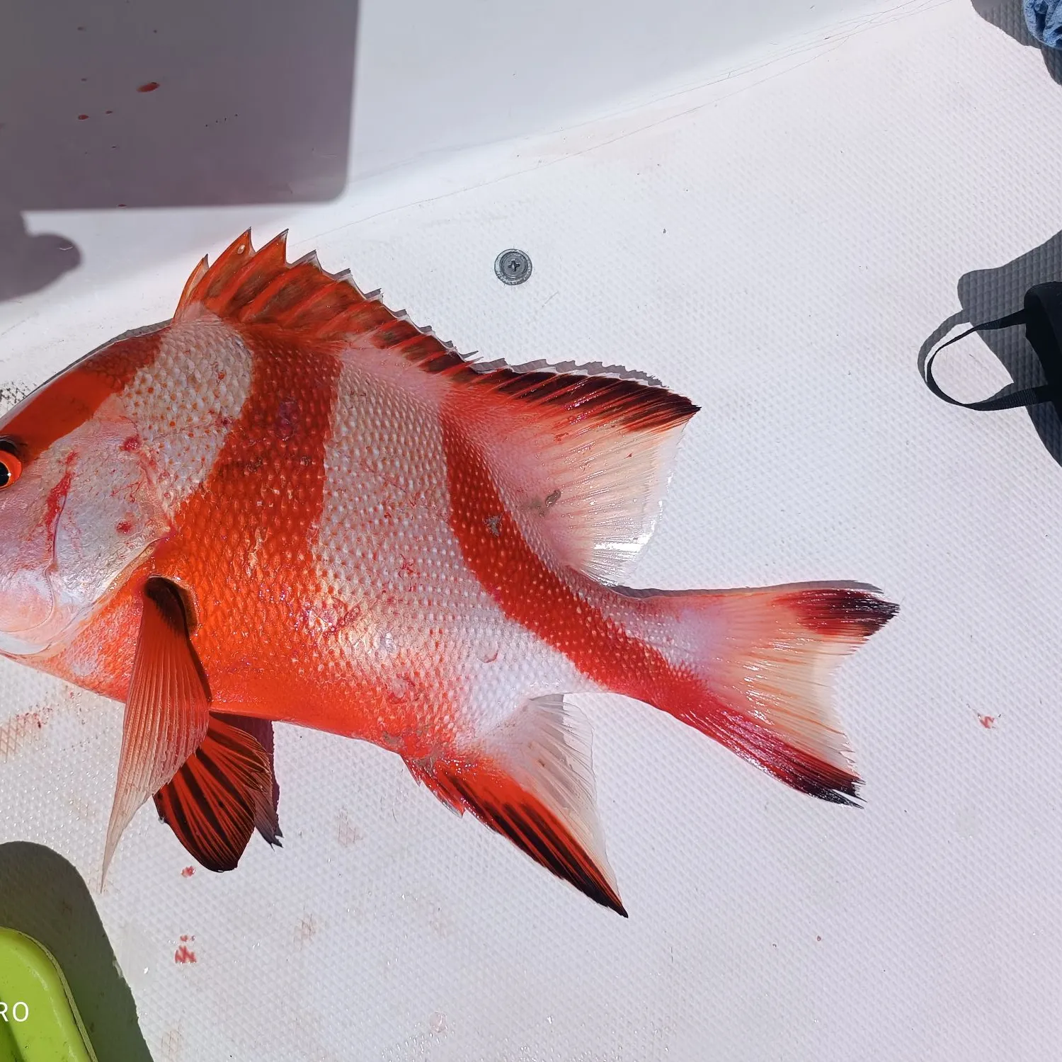Ruby snapper caught on Fishbrain