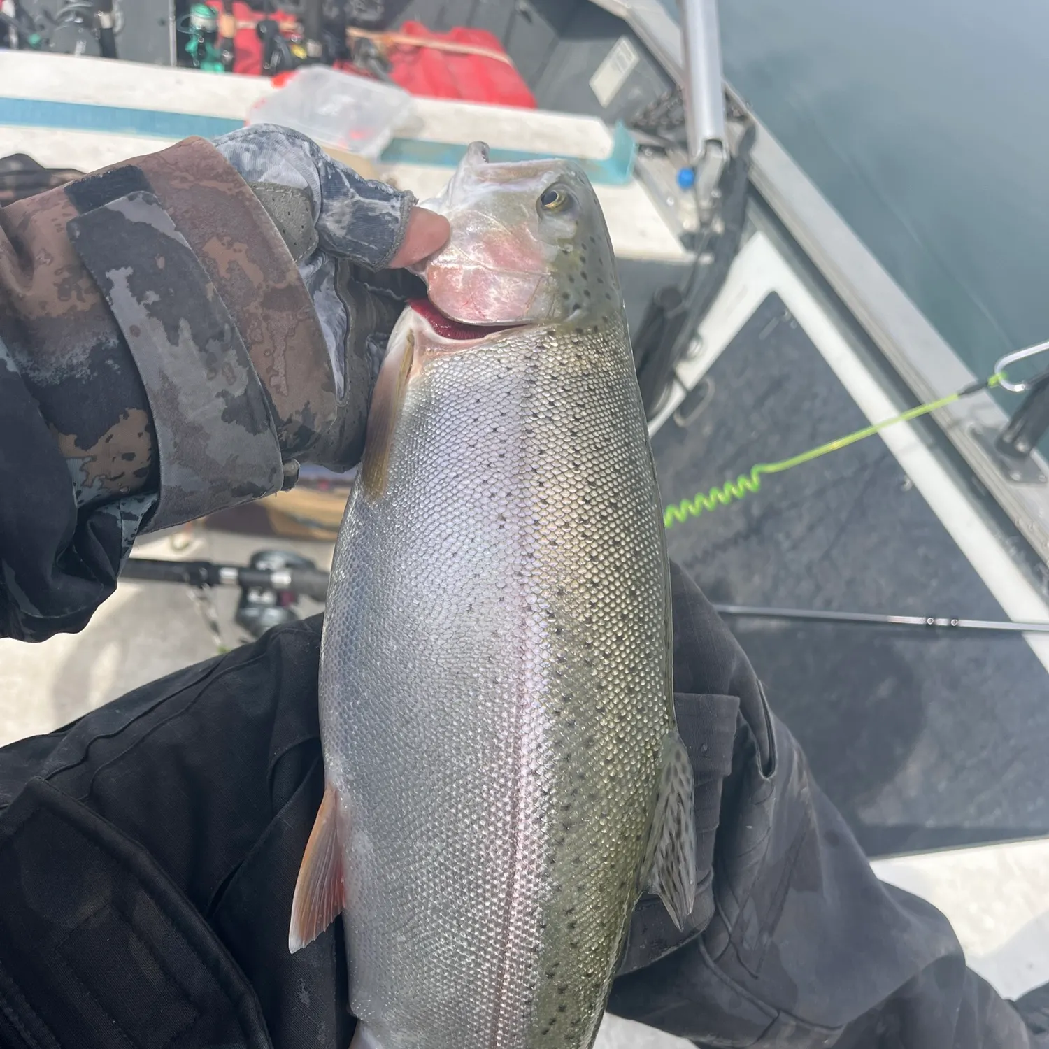Rainbow trout caught on Fishbrain