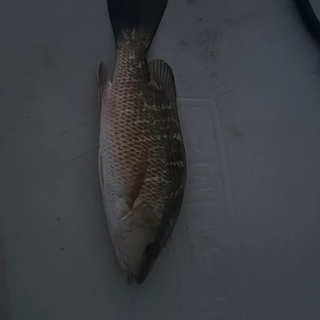 Mangrove snapper caught on Fishbrain