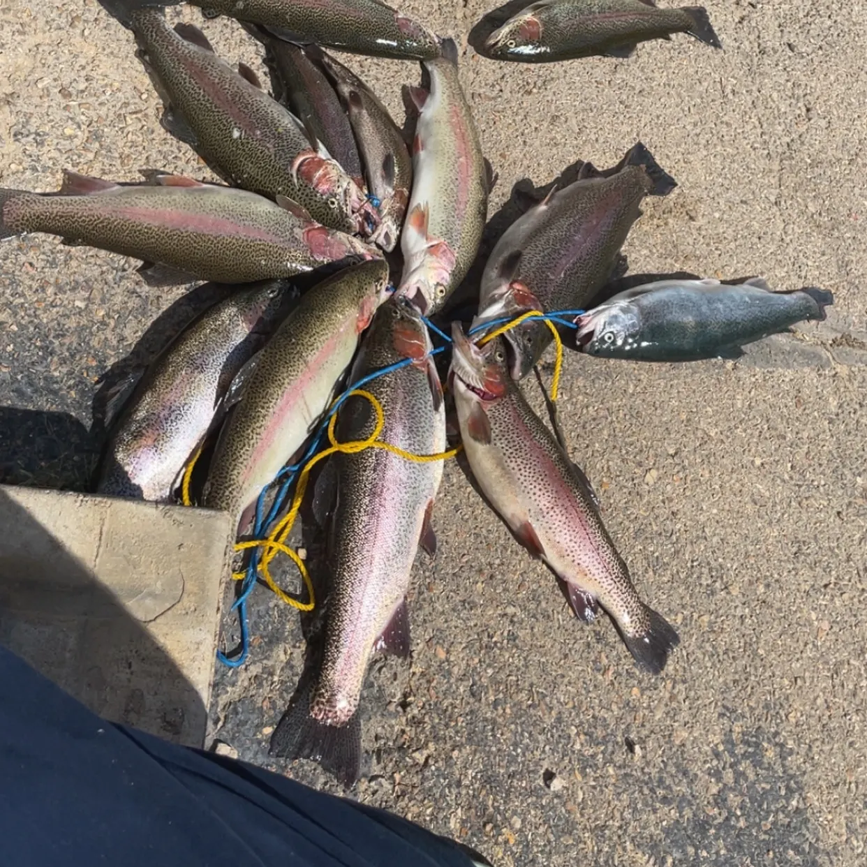 Rainbow trout caught on Fishbrain