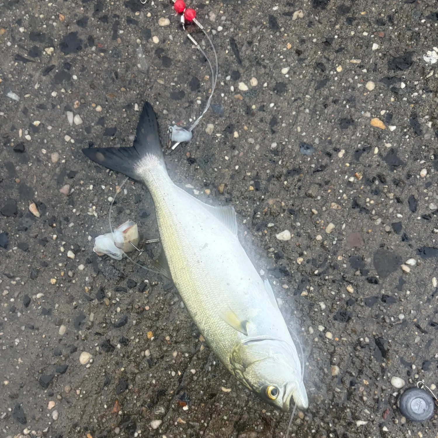 Bluefish caught on Fishbrain