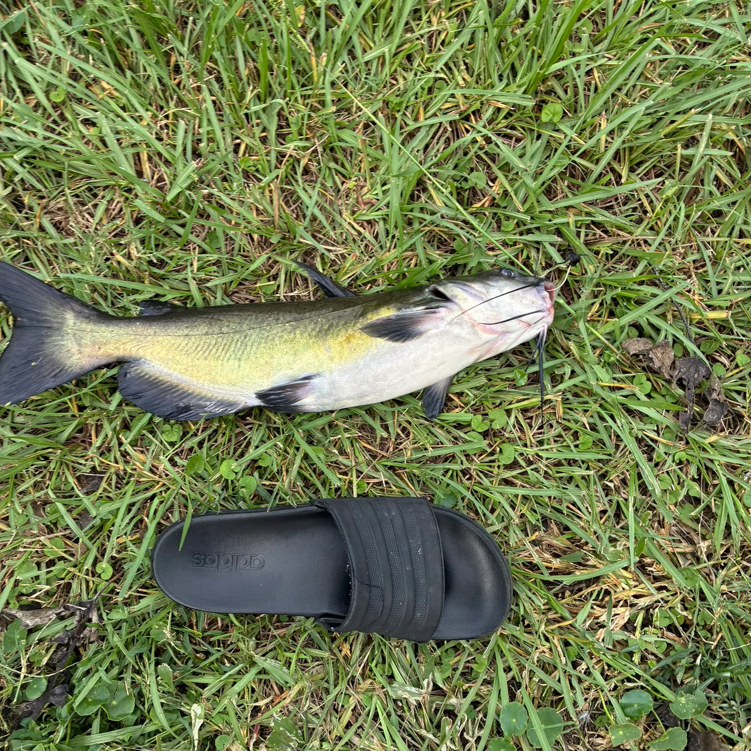 Channel catfish caught on Fishbrain