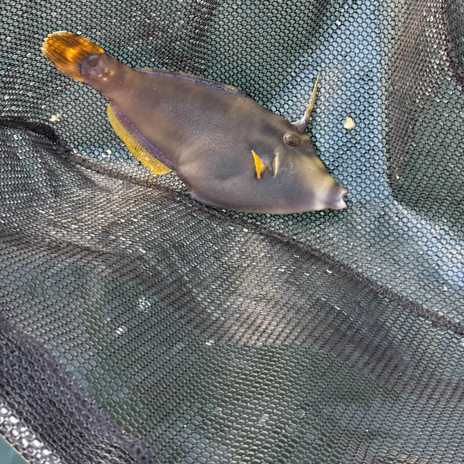 The most recent Yellowfin leatherjacket catches on Fishbrain