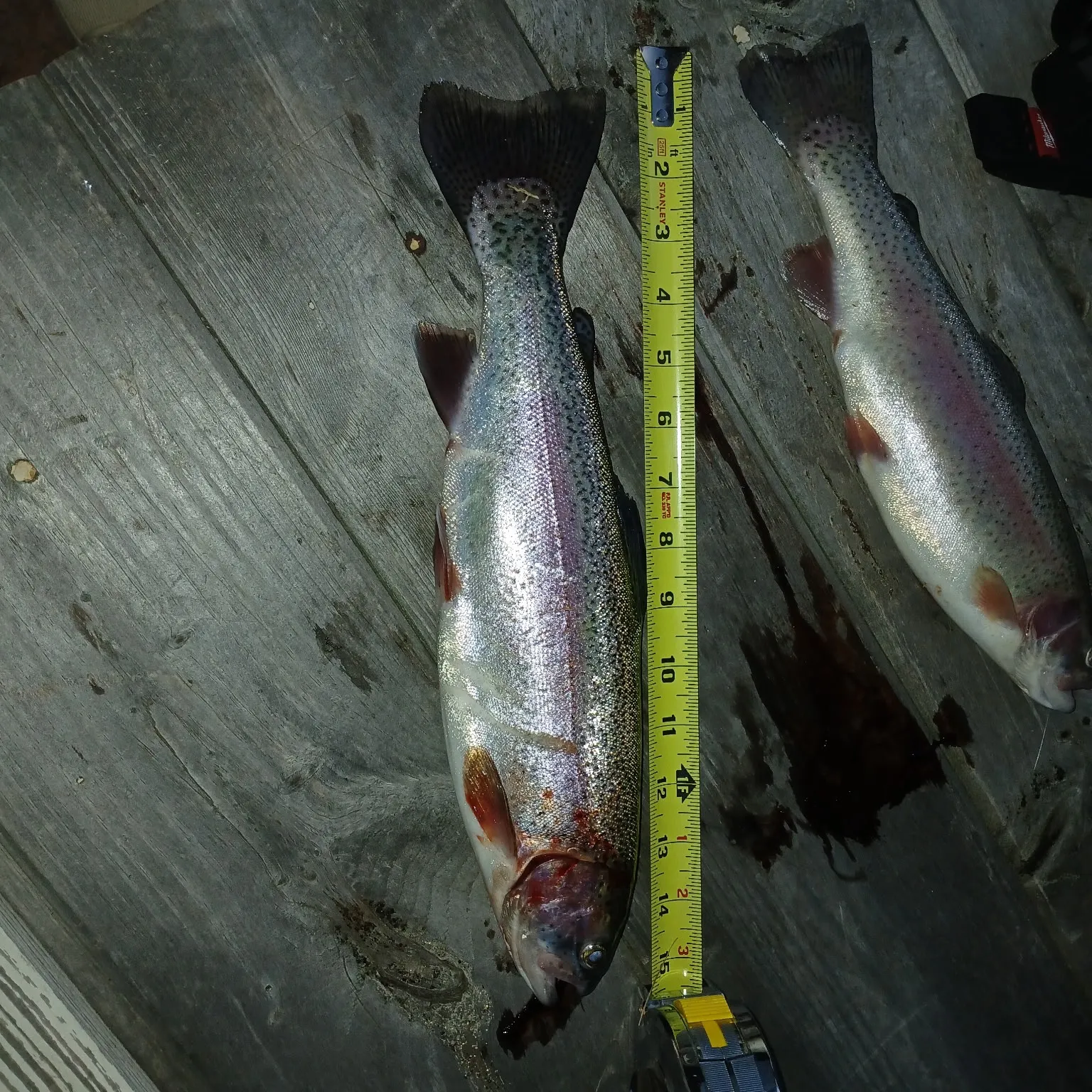 recently logged catches