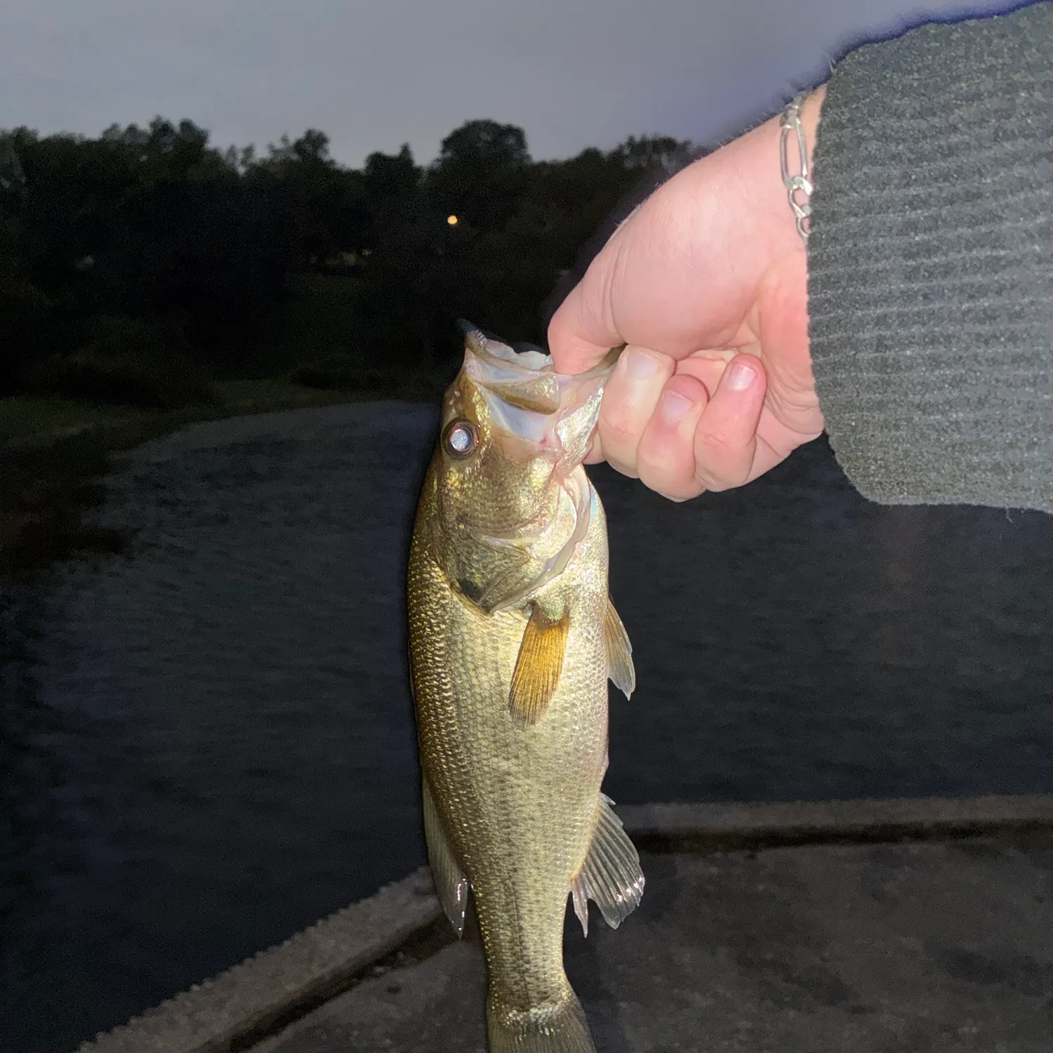 Largemouth bass caught on Fishbrain