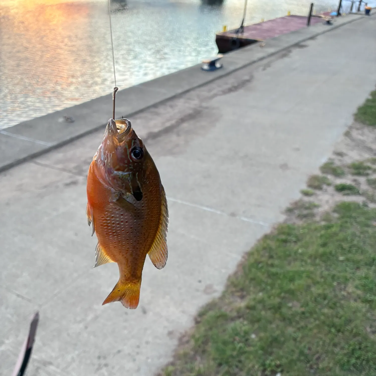 Redbreast sunfish caught on Fishbrain
