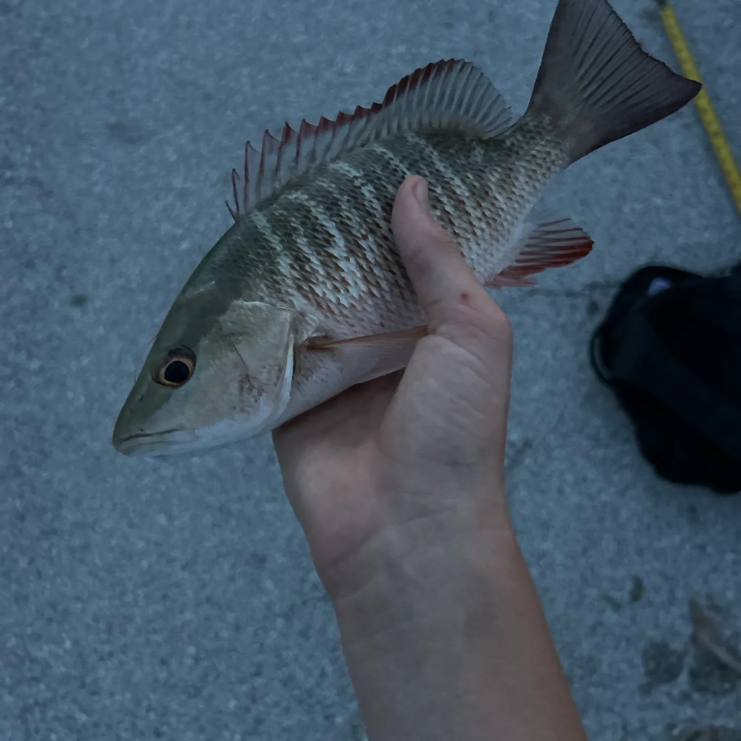 Mangrove snapper caught on Fishbrain