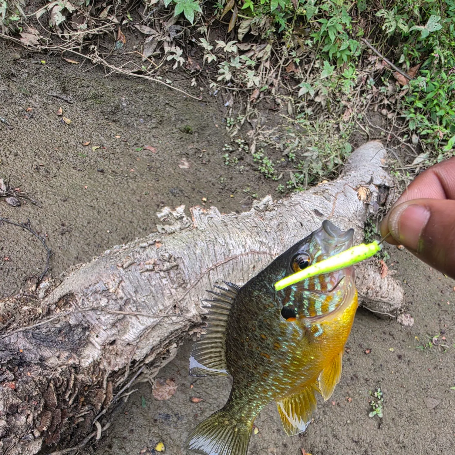 Pumpkinseed caught on Fishbrain