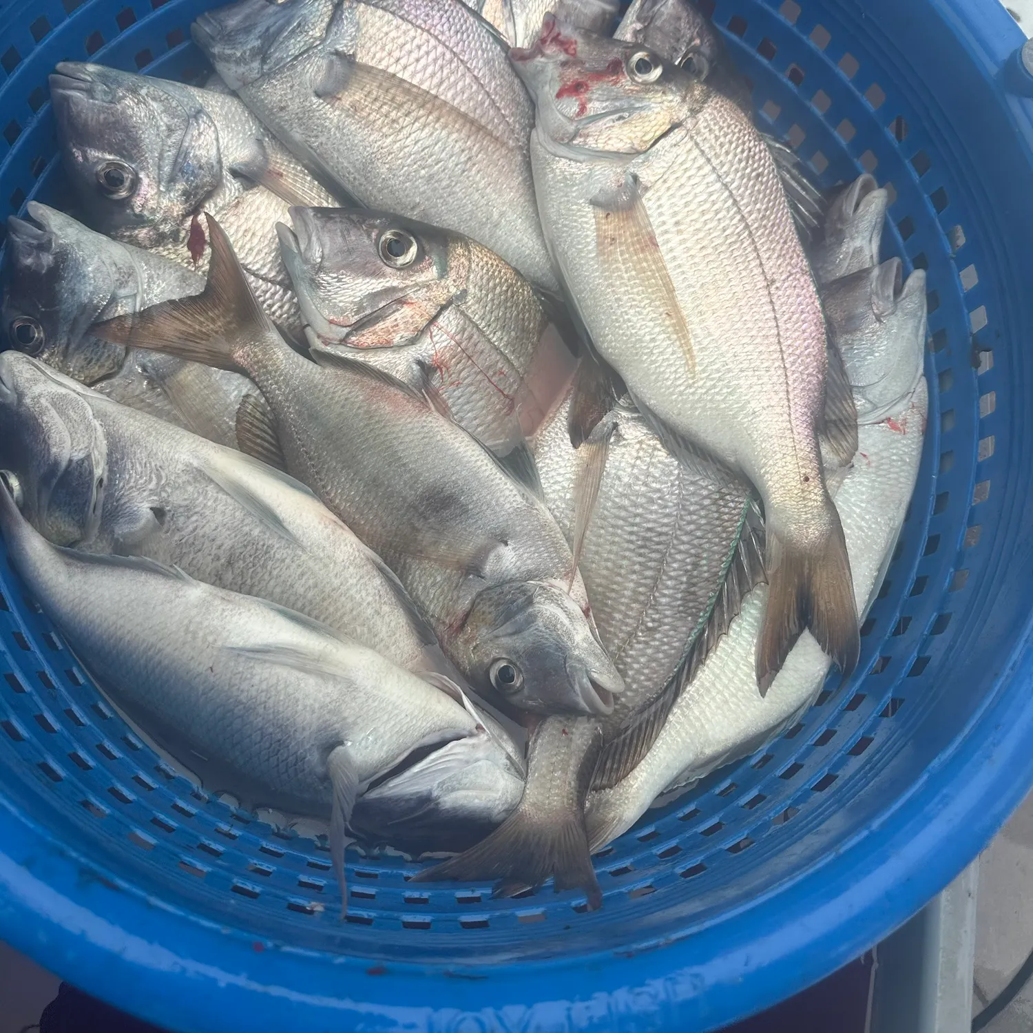 The most recent Scup catches on Fishbrain
