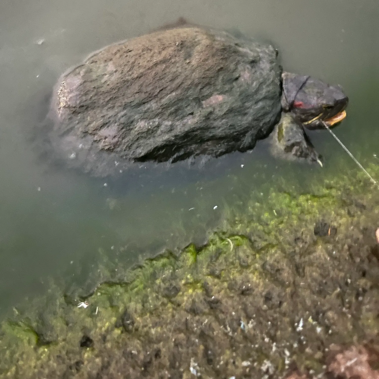 Pond slider turtle caught on Fishbrain