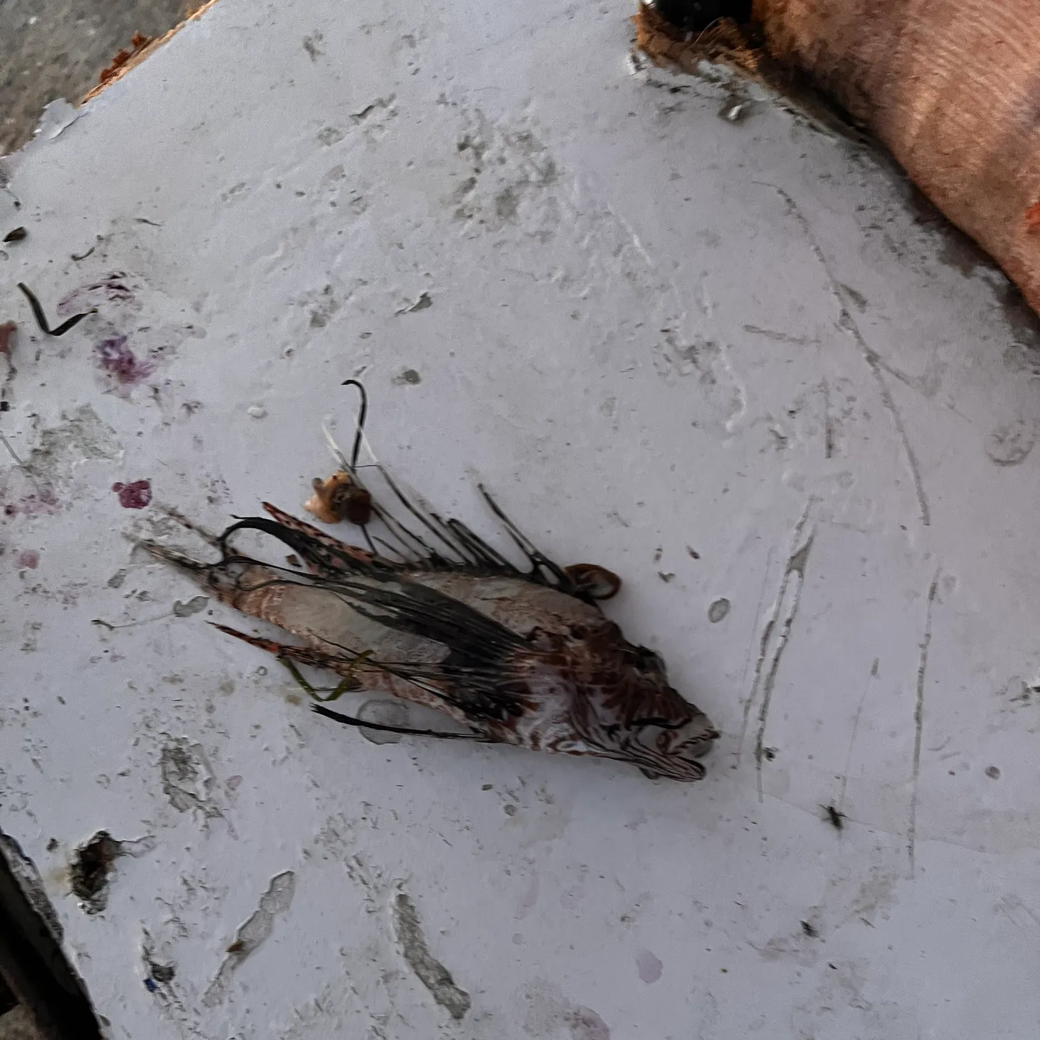 The most recent Red lionfish catches on Fishbrain