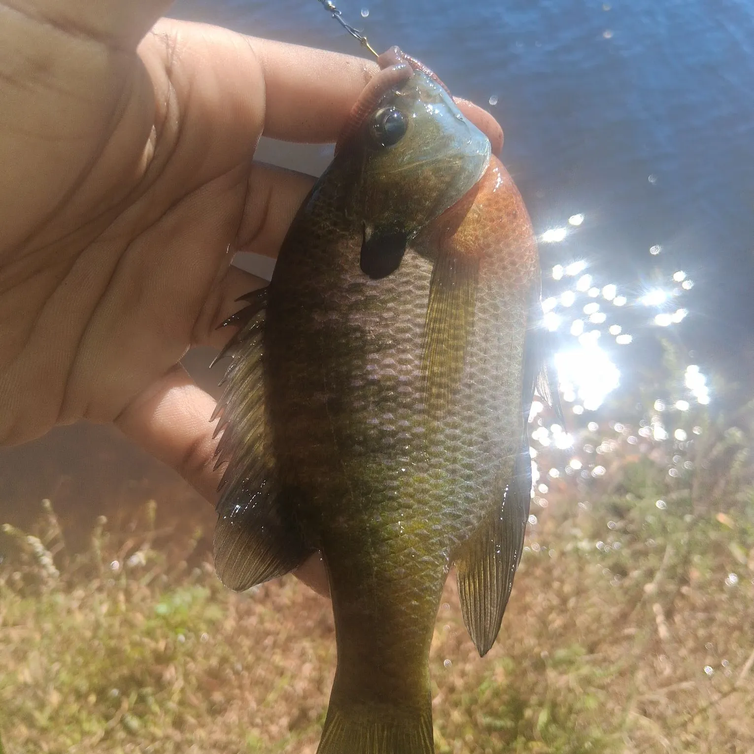 Bluegill caught on Fishbrain