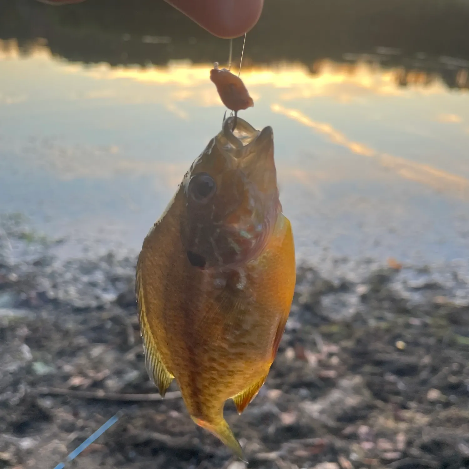 The most recent Redbreast sunfish catches on Fishbrain
