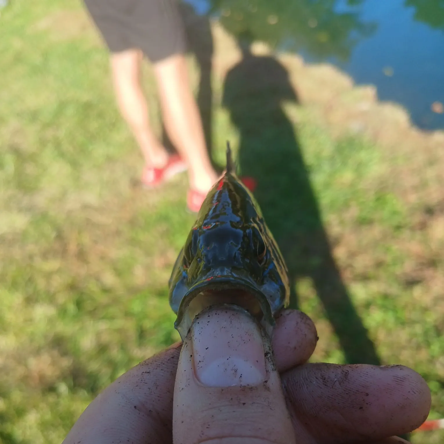 Green sunfish caught on Fishbrain
