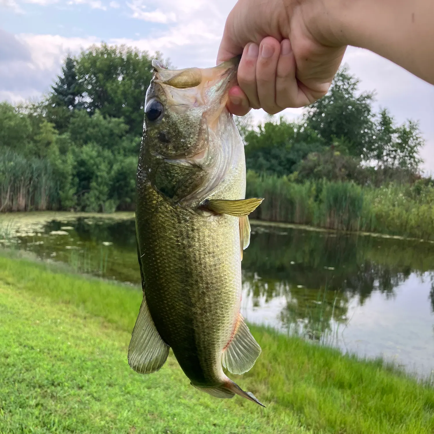 Largemouth bass caught on Fishbrain