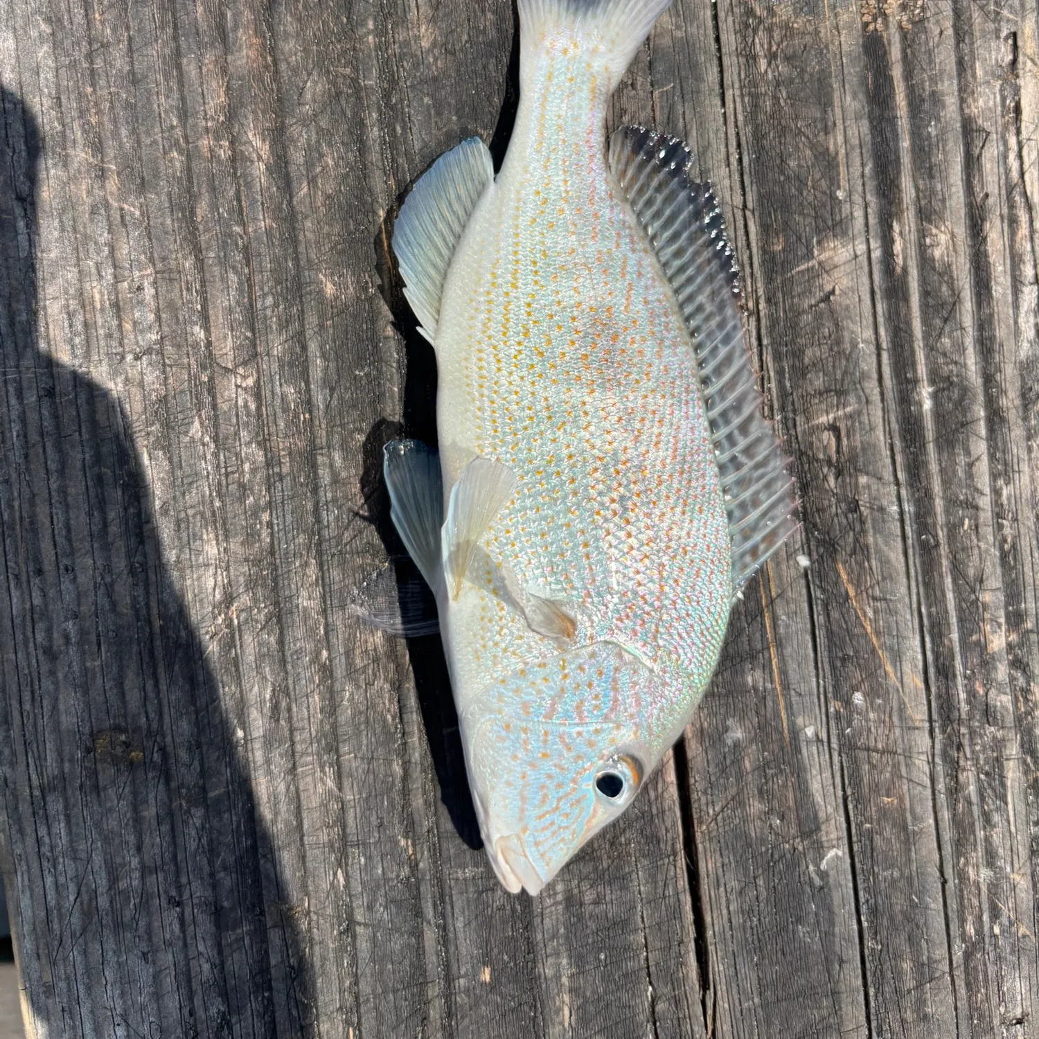 The most recent White grunt catches on Fishbrain
