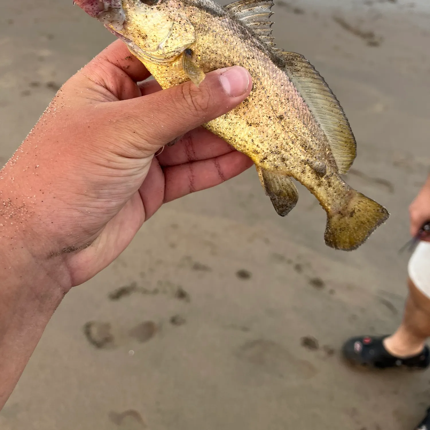 The most recent Scaly jewfish catches on Fishbrain