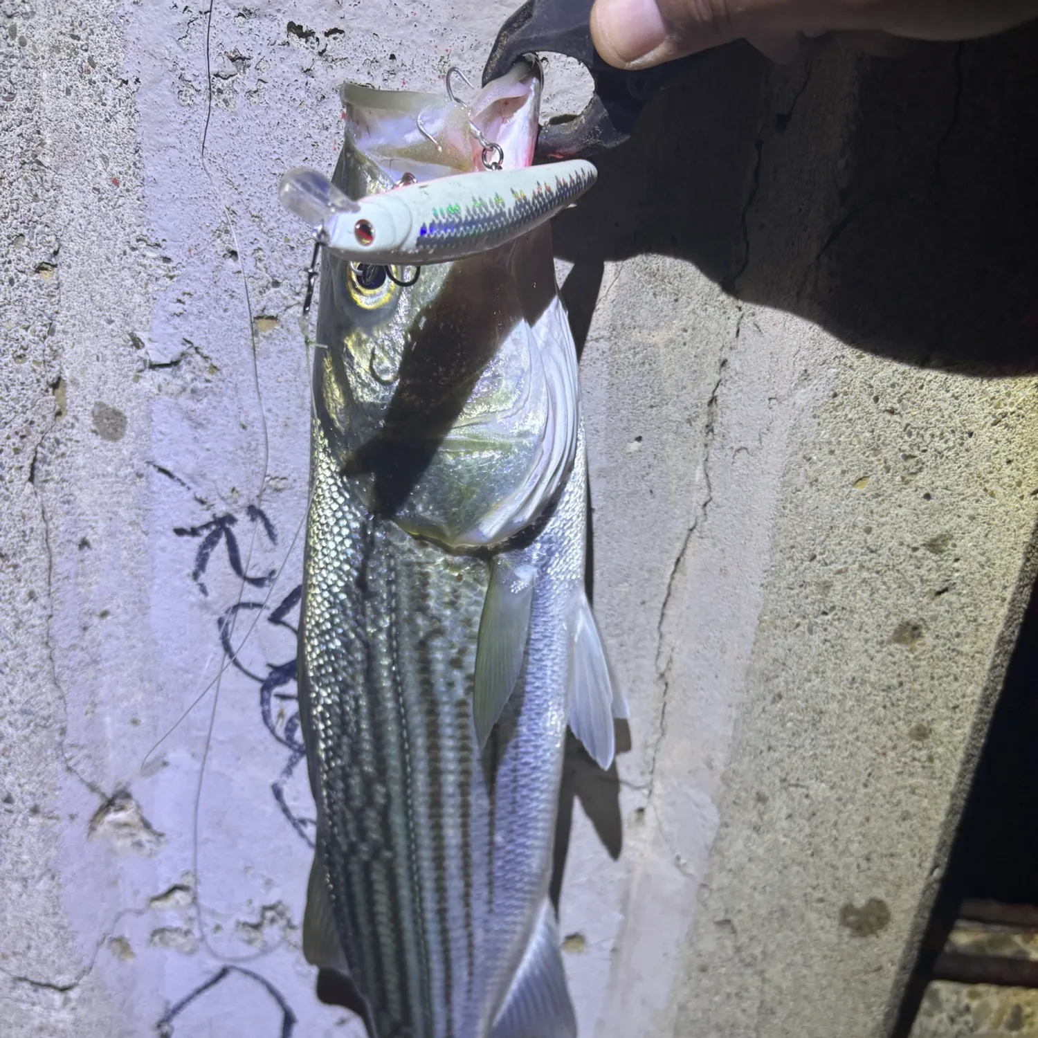 Striped bass caught on Fishbrain