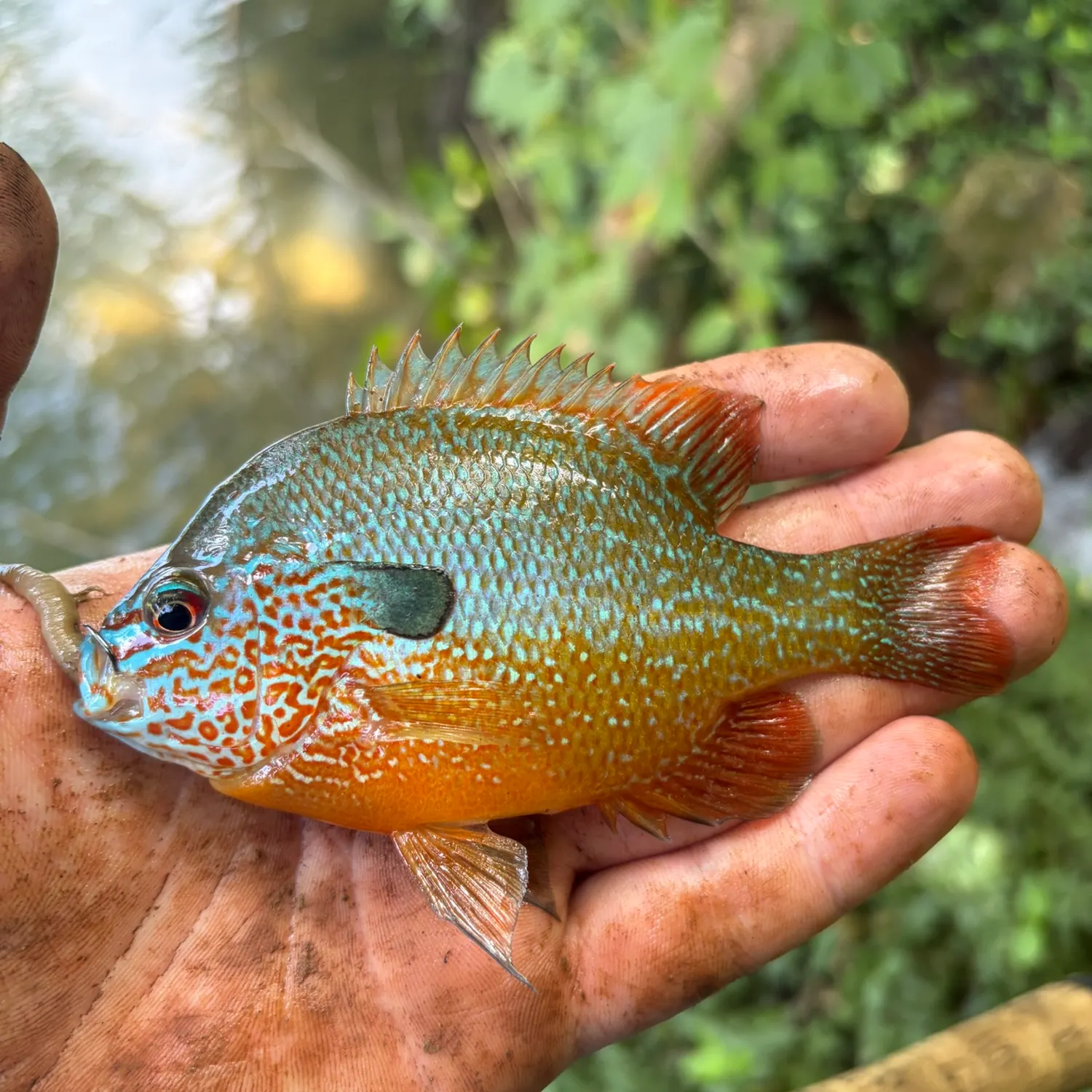 The most recent Redstripe longear sunfish catches on Fishbrain